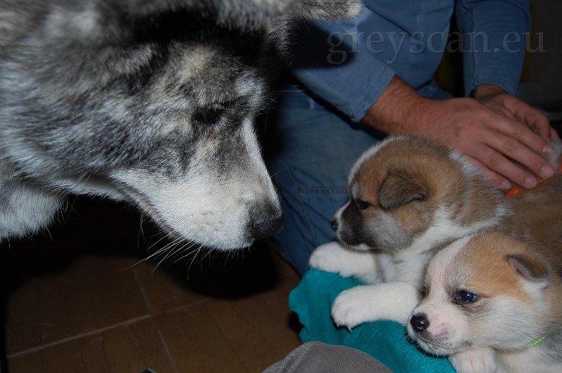 6 strejda kichiro nás přepočítá.jpg